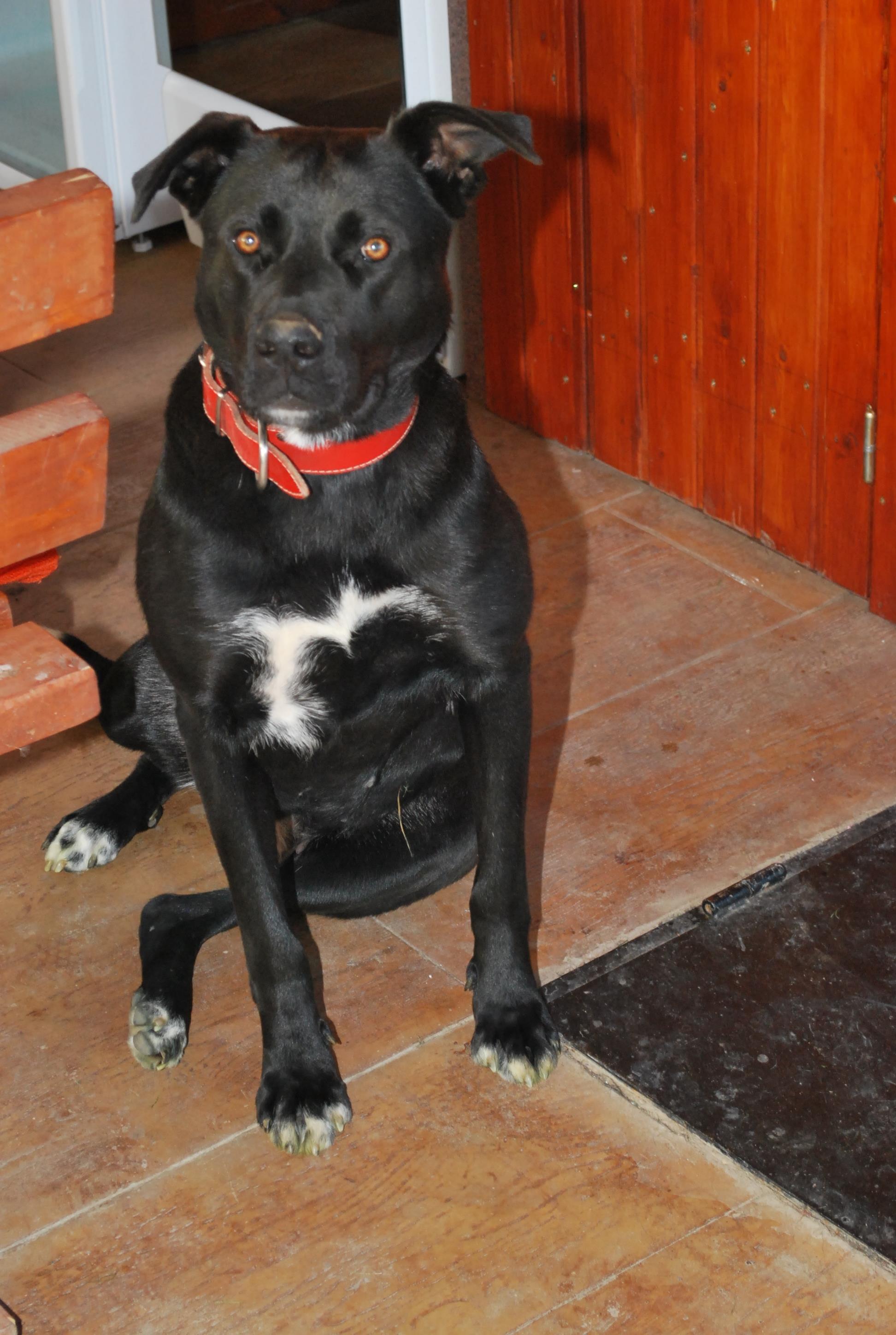 My dog "TESSA" - dsc7017.JPG